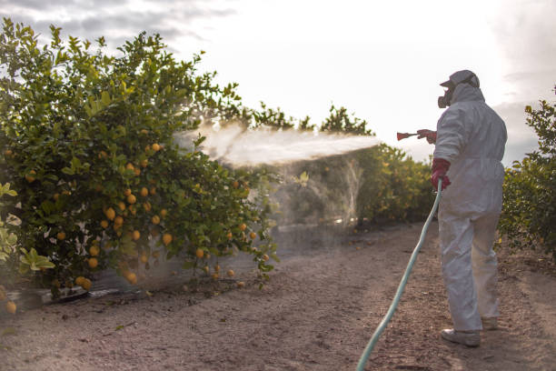 Best Residential Pest Control  in Mcdade, TX