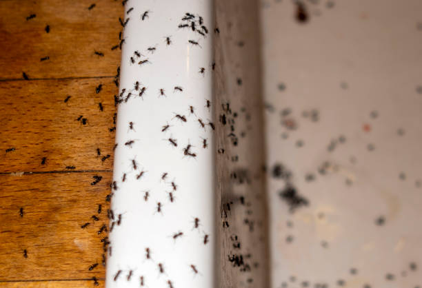 Best Pest Control Cost  in Mcdade, TX