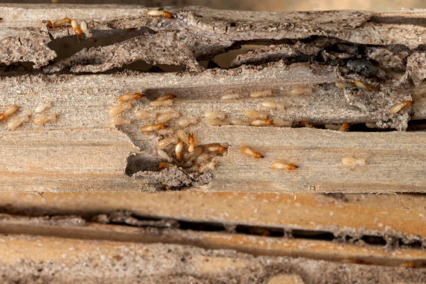Best Ant Control Services  in Mcdade, TX