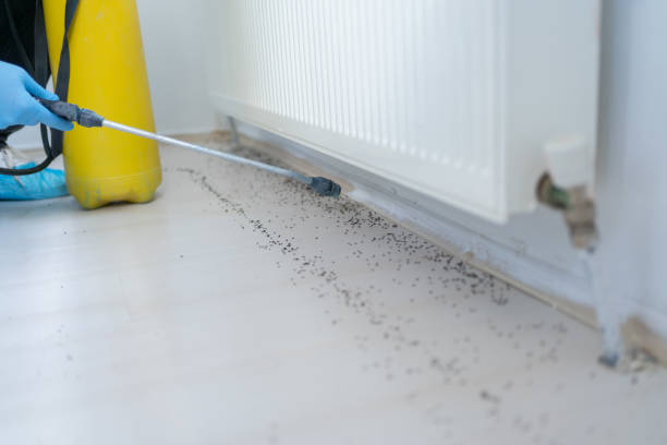Best Emergency Pest Control  in Mcdade, TX